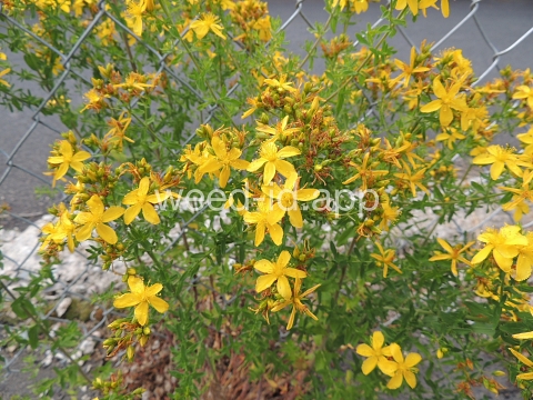 St. Johnswort, common
